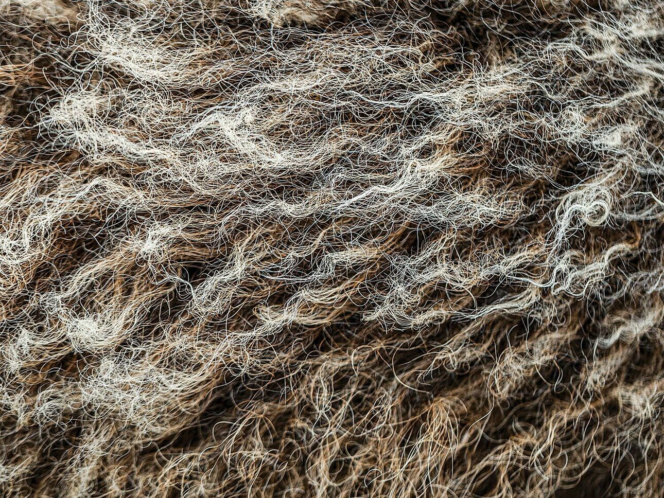 Изображение Шерсть овцебыка. Фото автора 