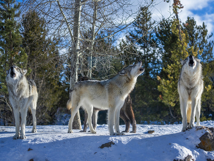 Выйдут ли охотники в лес? Тувинский волк подорожал на 2000 рублей