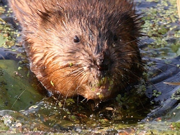 Советская ондатра. От меховой шапки до охотничьего ремесла