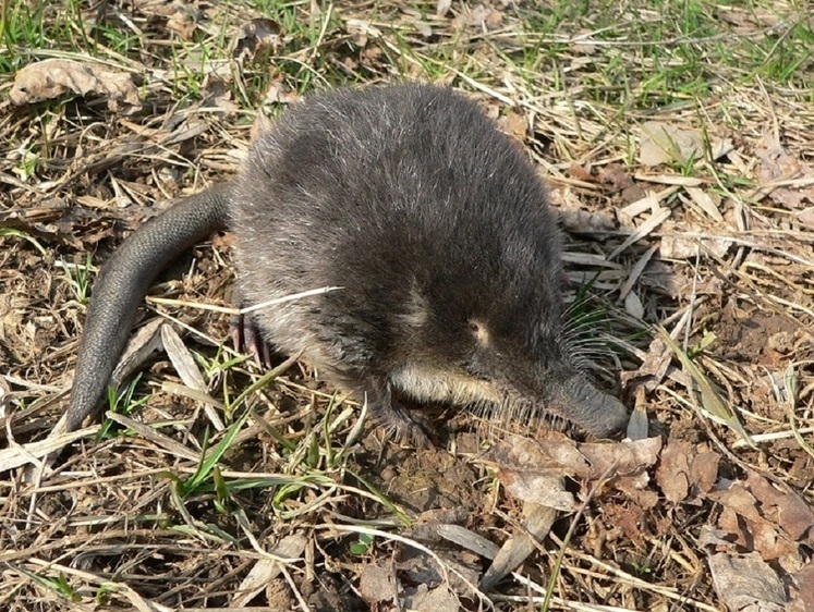 С краснокнижными обитателями Подмосковья все в порядке