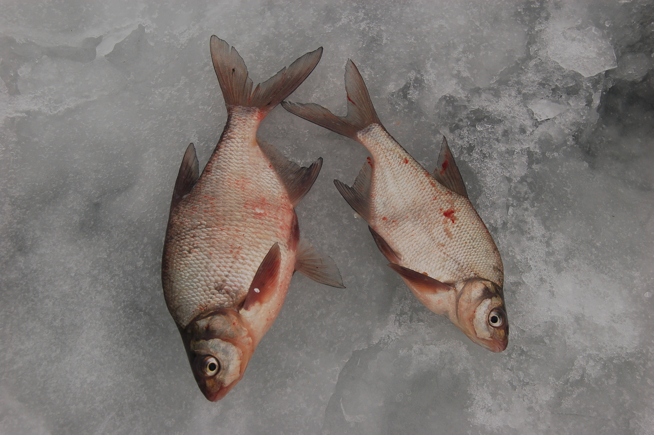 Изображение Фото: Яншевского Андрея. 