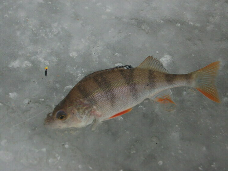 Рыбалка со льда на мелководьях