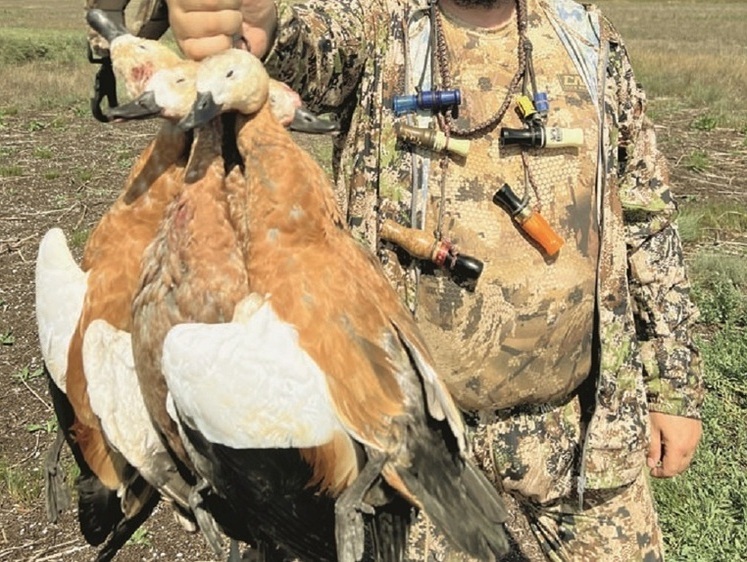 Золото оренбургских степей. Моя охота на огаря