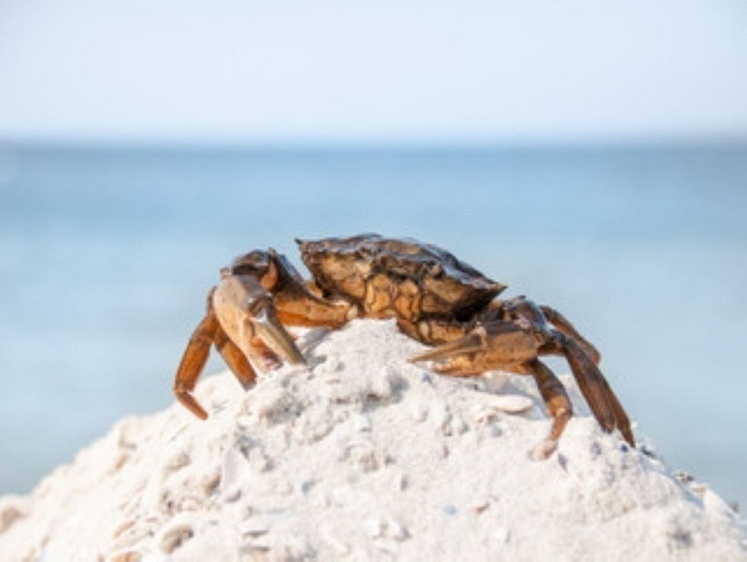 У краболовов-любителей нашли 300 кг живых крабов