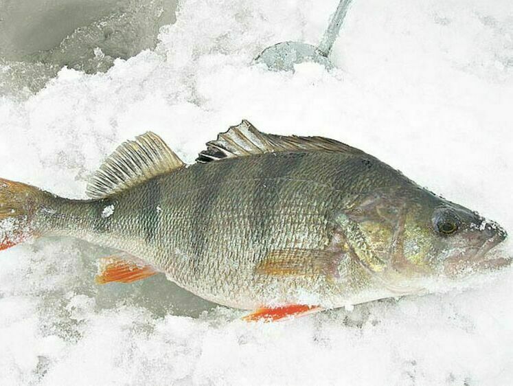 Зимнее блеснение окуня