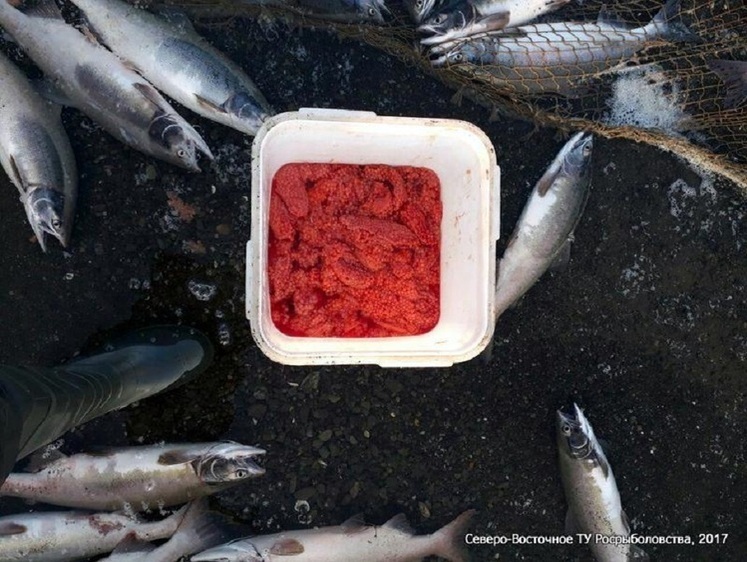 Рыбоохрана и полиция ловили браконьеров ради икры