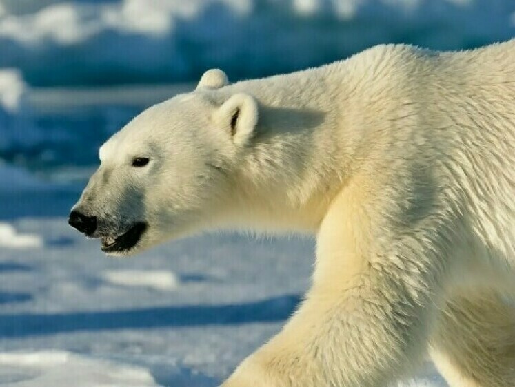 Белый медведь напал на рыболовов Таймыра