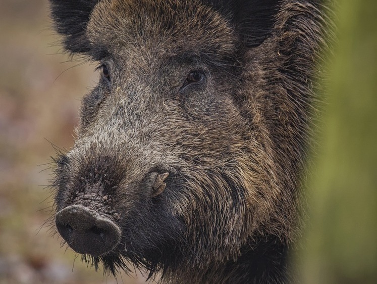 Потрошитель картофеля. Раненый секач взвыл и бросился на охотника