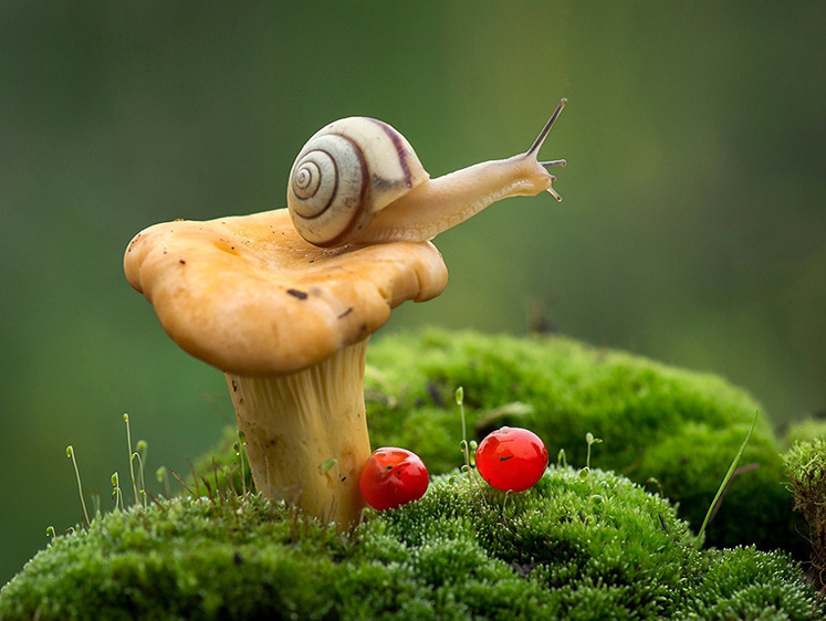 Сушка ягод и грибов. Как наши газовые станции впустую греют атмосферу