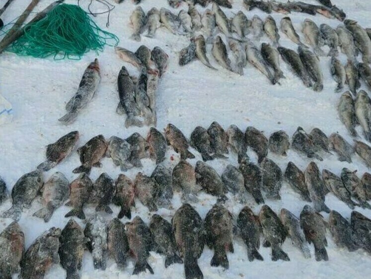 Ловля браконьеров по тонкому льду