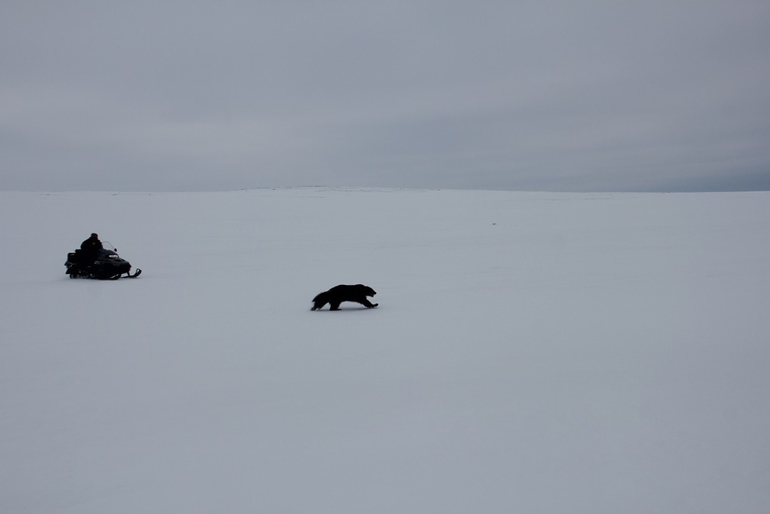 Изображение Встретить на снегоходе росомаху,  перебегающую озеро – редкая удача. Фото: Шеляга Геннадия. 