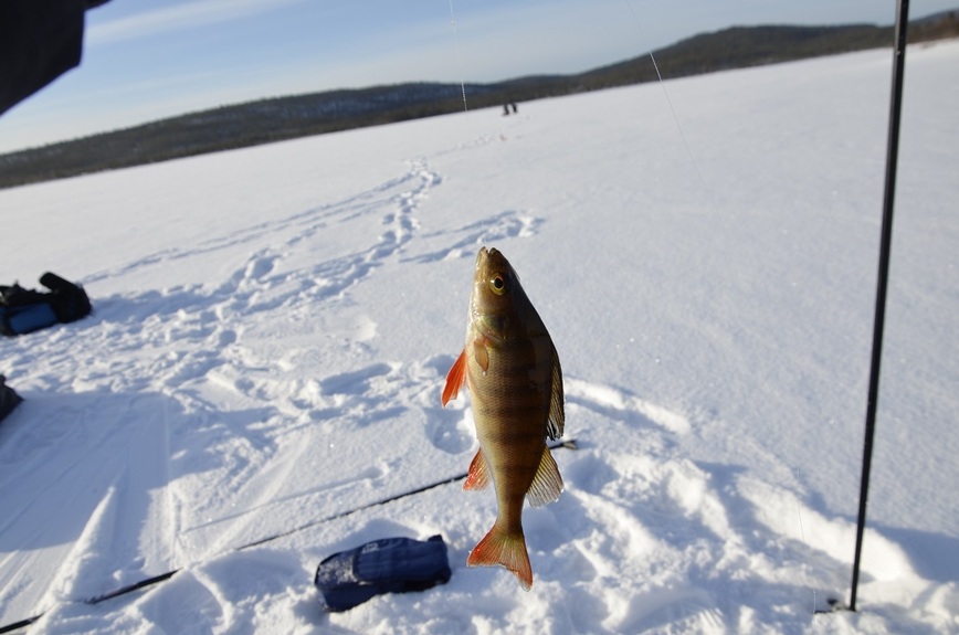 Изображение Окунь – самый обычный спутник сига во многих озерах. Фото: Шеляга Геннадия. 