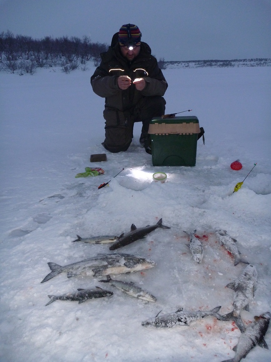 Изображение На озеро опускаются сумерки, а клев сига не прекращается. Фото: Шеляга Геннадия. 