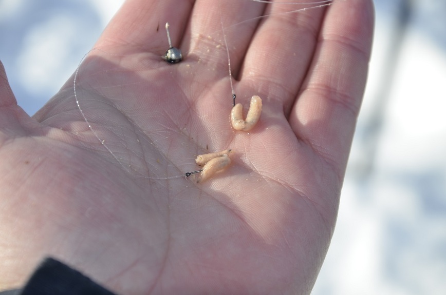 Изображение Такой вид наживки опарышей используют  там, где ожидается поимка крупной рыбы. Фото: Шеляга Геннадия. 