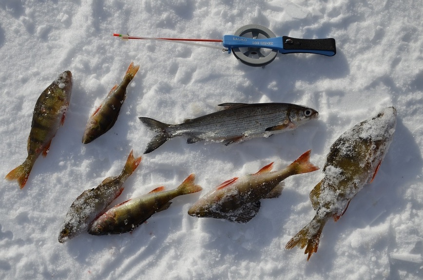 Изображение Вот так бывает – пришел ловить сига, а попадаются одни окушки. Фото: Шеляга Геннадия. 