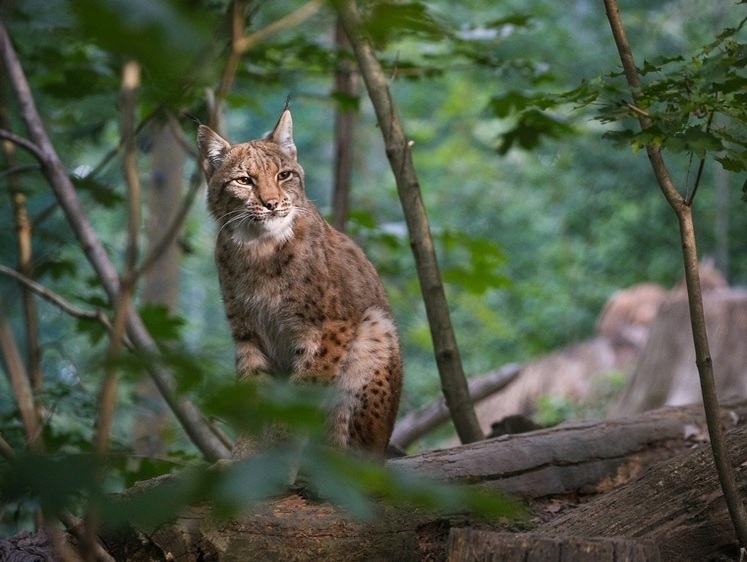Рысь. Достанет кого угодно. Когда угодно. И где угодно