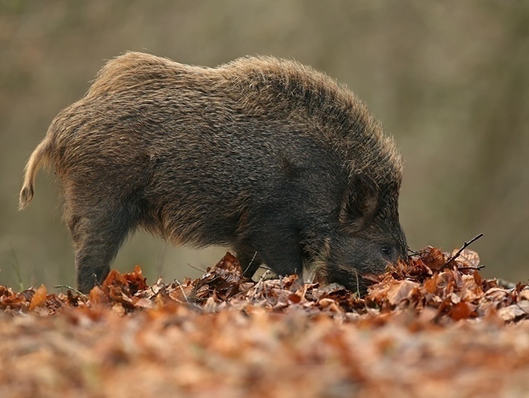 Архаизм на выход. Загонная охота на кабана в Башкирии будет запрещена