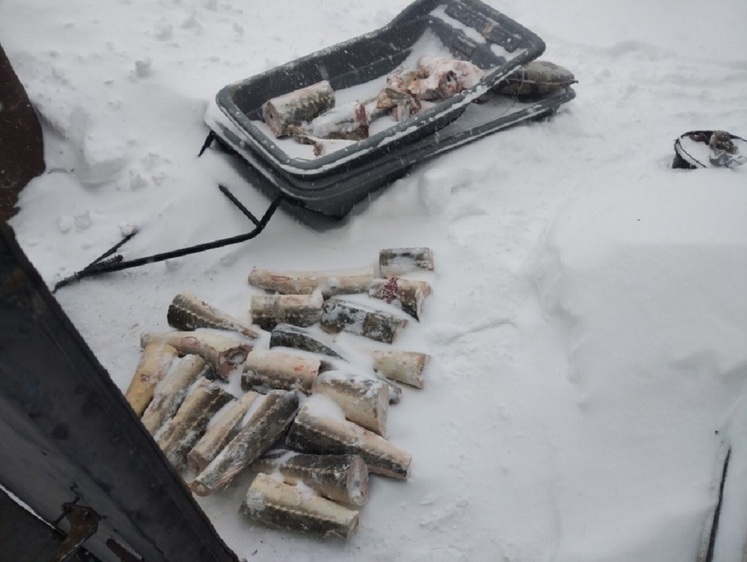 Любитель калуги теперь под арестом