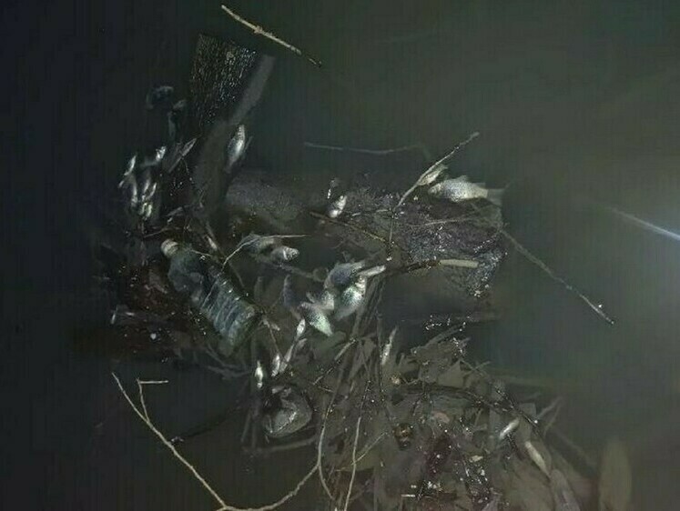 Рыбу в городском пруду отравили аммиаком