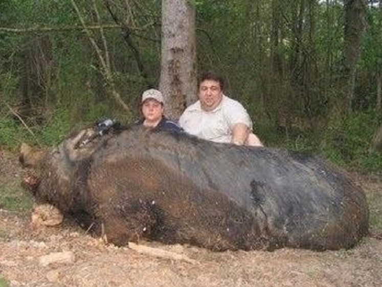 В США юный охотник подстрелил кабана под 500 килограммов веса