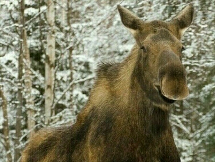 Мы раскопали снег и нашли башку. Банда снегоходов или зимний детектив