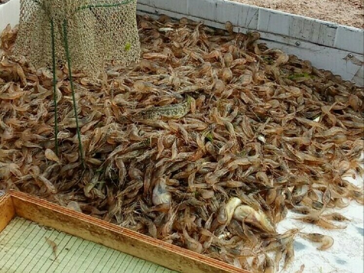 Дальневосточная креветка полностью освоилась в Азовском море