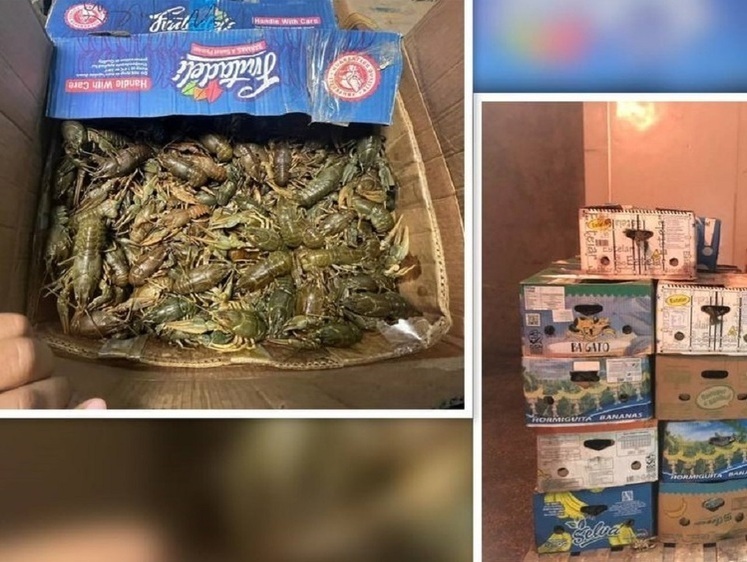 Астраханец ждет суда за торговлю браконьерскими раками