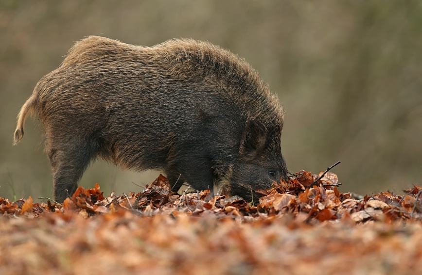 Изображение Фото: 1zoom.ru/kycb 