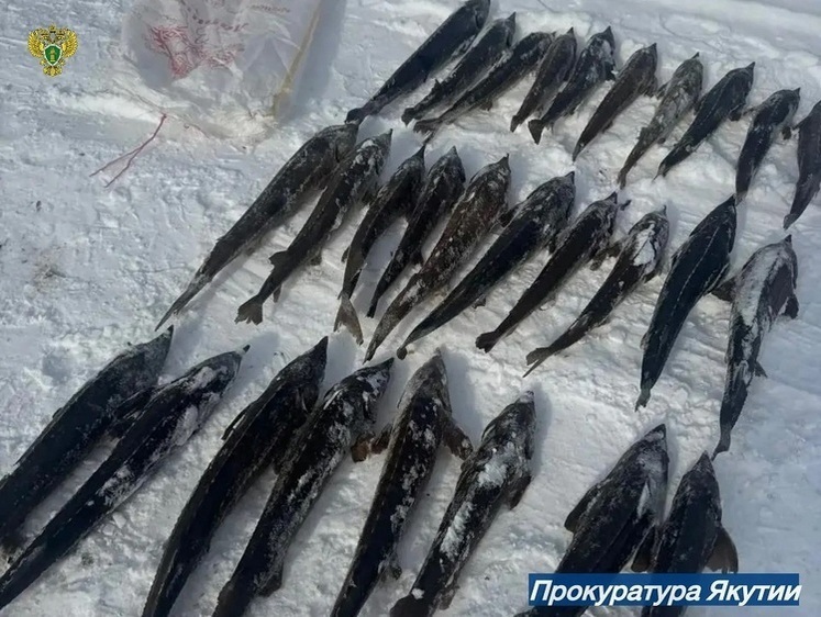 Дело о браконьерской добыче осетров на 117,9 млн направлено в суд