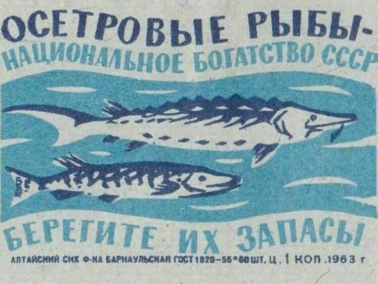 Браконьера осудили, теперь очередь покупателя осетров