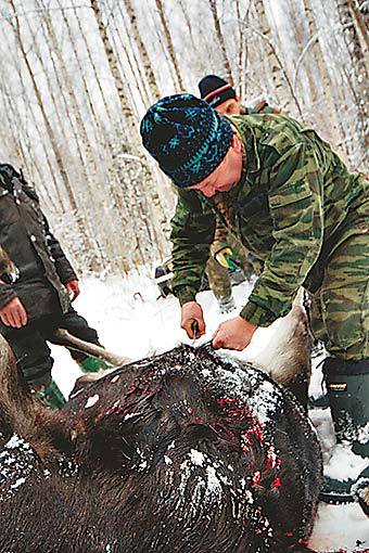 Изображение В мороз за лосем