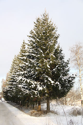 Изображение Новогоднее дерево