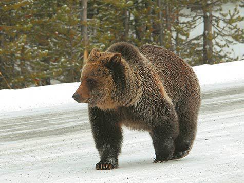 Изображение Законодатели Европейского Союза приказали своим охотникам не добывать русских медведей