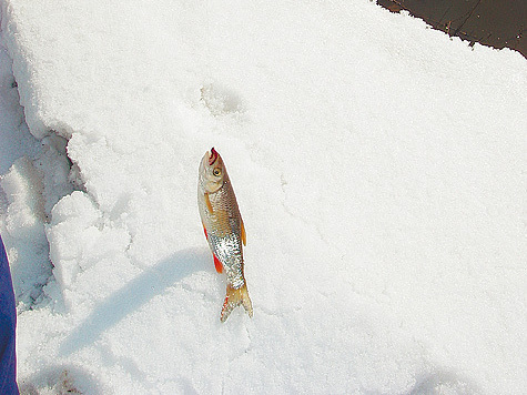 Изображение Этой зимой рыболовы обречены на успех