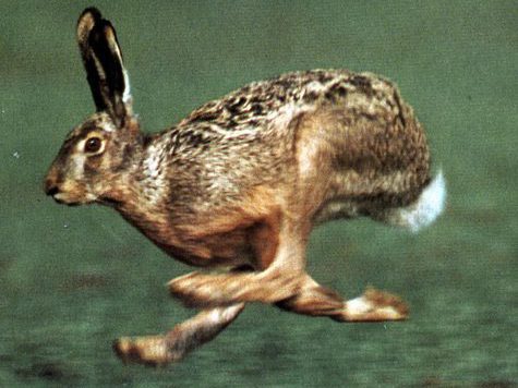 Изображение Охота на зайцев в Пензенской области под запретом