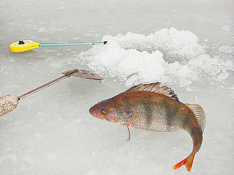 Изображение Первая рыба зимы
