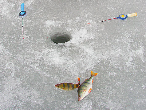 Изображение Первая рыба зимы 