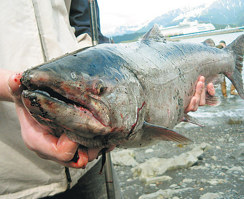 Изображение Аляска — штат рыболовный