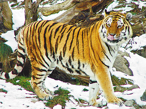 Изображение Тигр: убийство на охоте