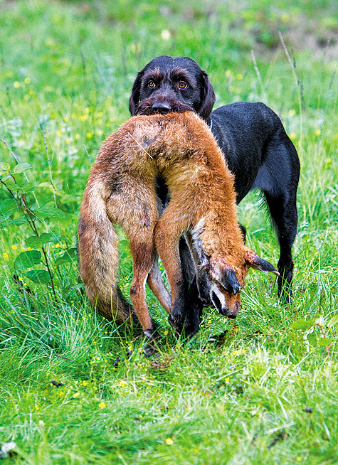 Изображение Собака – душа охоты