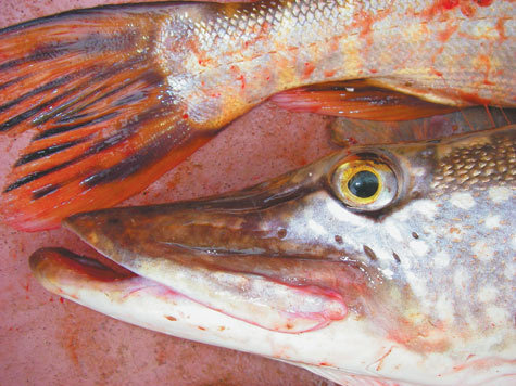 Изображение Блюда из рыбы по-еврейски 