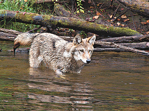 Изображение Астрахань: борьба с волками
