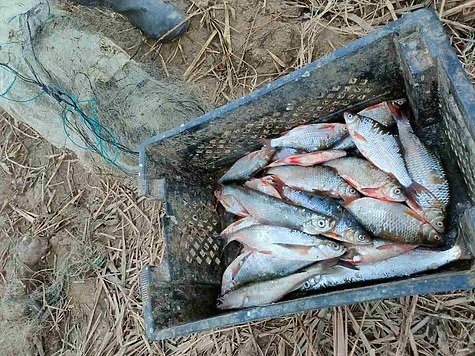 Изображение Незаконно добывают рыбу и должностные лица на территории ООПТ