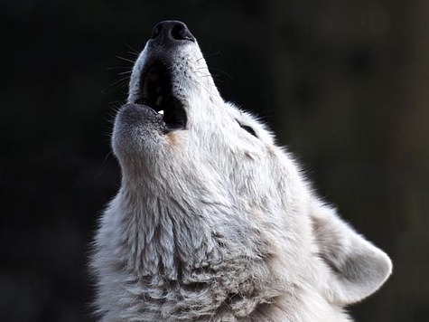 Изображение Охота на волка в степи