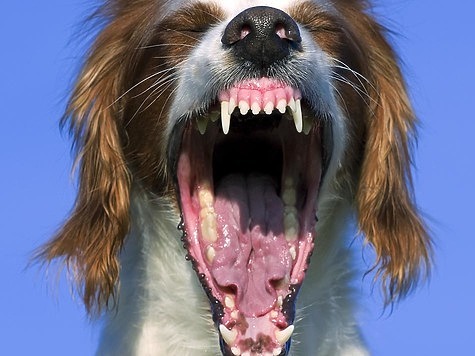 Изображение Госдума выступает против охотничьих собак