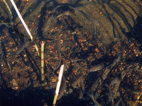 Изображение Итоги месячника по охране осенне-зимних нерестующихся рыб