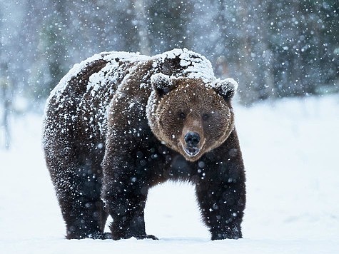 Изображение Томские медведи выходят к людям