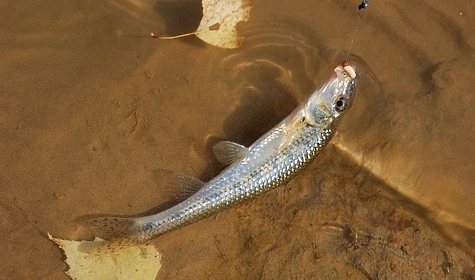 Изображение Пескарь жареный - очень вкусная рыба