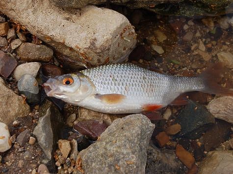 Изображение На открытую воду по последнему льду