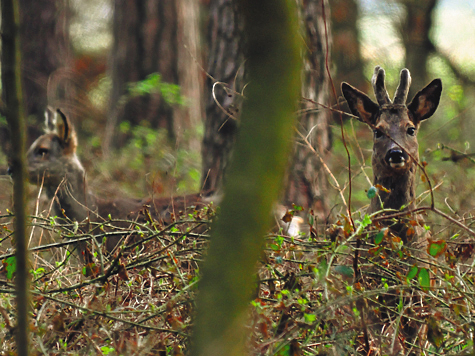 Надо вернуть экспертизу